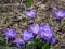 The group of the first spring crocuses is located on the lower edge of the picture. Floral background with crocuses