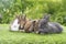 Group of five cuddly furry rabbit bunny lying down sleep together on green grass over natural background. Family baby rabbits