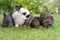 Group of five cuddly furry rabbit bunny lying down sleep together on green grass over natural background. Family baby rabbits