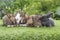 Group of five cuddly furry rabbit bunny lying down sleep together on green grass over natural background. Family baby rabbits