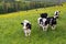 Group of five curious black and white Holstein cows standing staring in a hilly field covered in yellow wildflowers