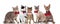 Group of five cute cats with pink and red bowties