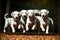 A Group Of Five Dalmatian Dogs Jumping In The Air. Generative AI