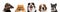 Group of five different purebred dogs looking at camera isolated over white studio background. Collage