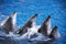 Group of five dolphins in blue turquoise water.