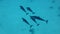 A group of five dolphins in a flat line in two ranks slowly swim over sandy bottom. Spinner Dolphin, Stenella longirostris