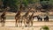 Group of five giraffes walking with elephants in the background