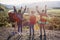 Group of five happy friends jumps at sunset time on background mountains