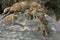 Group of five lion cubs playing on a rock