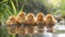 A group of five little chicks are sitting in the water, AI
