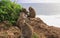 Group of five Macaques grooming at Uluwatu temple, Bali