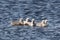 A Group of Five Mute Swan Cygnets