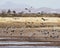 A Group of Five Sandhill Cranes Glides in to Whitewater Draw