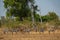 Group of five zebras in a row