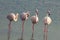 A group flamingo bird in a lagoon near the mangrove