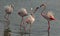 A group flamingo bird in a lagoon near the mangrove