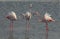 A group flamingo bird in a lagoon near the mangrove