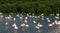 A group flamingo bird at the lake