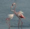 A group flamingo bird at the lake