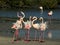 A group flamingo bird near the lagoon