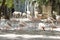 Group Flamingo bird standing at Bangkok