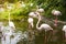 A group of flamingoes in water