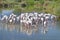 Group of flamingos in Camargue