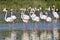 Group of flamingos in Camargue