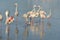 Group of flamingos in Camargue