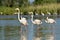 Group of flamingos in Camargue