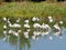 Group of flamingos in Camargue