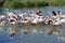 Group of flamingos in Camargue