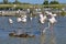 Group of flamingos and ducks in Camargue