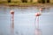 Group of flamingos eating in the lagoon I