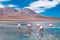 Group of flamingos eating from salt lake laguna Canapa