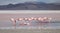 Group of flamingos feeding