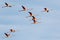 Group of flamingos flying at sunset in the Delta Natural Park of the Ebro river, Spain