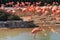 Group of flamingos gathering near the water in San Diego, California