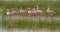 Group flamingos on the lake. Kenya. Africa. Nakuru National Park. Lake Bogoria National Reserve.