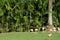 Group of flamingos on meadow with palm tree background