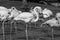 A group of flamingos stand on the grass at a zoo