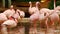 Group of flamingos standing in water basin preening themselfs