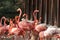 Group of flamingos standing in zoo in germany in nuremberg