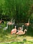 A group of flamingos stands in shallow water