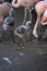 Group of flamingos with two baby flamingos