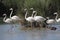 Group Flamingos walking in the water in a lake