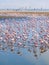 Group of flamingos on Walvis Bay Lagoon