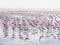 Group of flamingos on Walvis Bay Lagoon