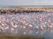 Group of flamingos on Walvis Bay Lagoon.