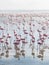 Group of flamingos on Walvis Bay Lagoon